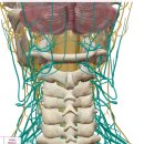 신경계의 구조 이미지