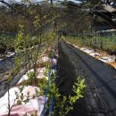 가는골농장 이미지