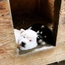 팔자좋은강아지 이미지