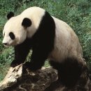 팬더 - 강남구 강남대로156길 13-4 | 팬더