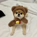 또바기 펜션 | 가평 애견펜션 추천 또바기애견글램핑펜션 내돈내산 자세한 후기