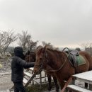 어승생승마장 | 제주겨울가볼만한곳 어승생승마장, 1100로에서 말 타 본 적 있어요?