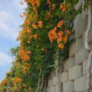 정재초교길 이미지