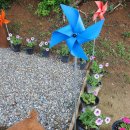 팻 빌리지 이미지