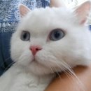 청담아이윌동물병원 네이버블로그