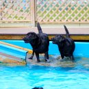 도기헤븐 이미지