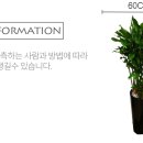 남양꽃집힐링플라워