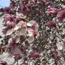 금릉정 | 파주 벚꽃명소 스타필드 소리천 | 두포리 밤고지마을 오산리기도원 개화시기 4월5일 기준