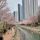 해수천 | 부산 영도 벚꽃 명소 동삼해수천 따끈따끈한 후기/주차장 정보🌸