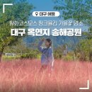 숙) 송해공원 황화코스모스 &amp; 핑크뮬리 이미지