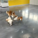 멍브라더 애견카페 | [공지] 천안 멍마일 애견카페 츄츄네 찐 후기