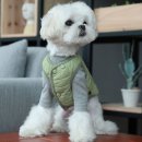 큐티애견 이미지