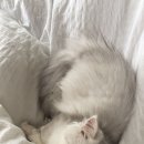 살구라는 이름의 고양이