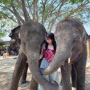 옷이목욕하는날 | [치앙마이 코끼리카페] 시내에서 20분 For the Good Times 입장료 시간 솔직후기