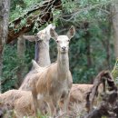 우리사슴목장 이미지