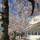 삼천대여소 | 전주 벚꽃 실시간 핀 곳 벚꽃 봄꽃 산책 명소 데이트 장소