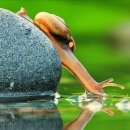 달팽이 Daum카페