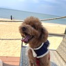 수원-0596 | 영흥도 대부도 1박2일 애견동반 코스 여행하기: 글램독펜션, 맛집, 기념품