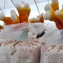 현숙 농장 이미지