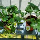 서울농약종묘사 이미지