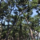 삼문동둔치길(삼문송림) | 밀양강 둔치 삼문송림공원 산책 맥문동 징검다리