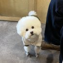 도리앤펫 | 건대 애견카페 도리앤도리스｜커먼그라운드 루프탑 야외운동장 있는 곳