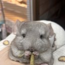 로던트클럽 강서마곡점 이미지