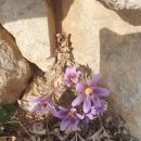 전산옥민박 이미지