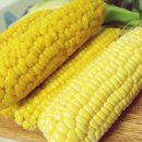 노란옥수수 이미지