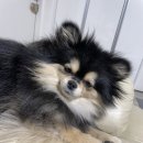 꽃담 멍발소 | 이천 애견미용 추천)'꽃담멍발소'에서 위생목욕 하고온 후추