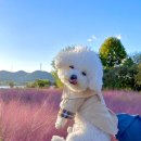 논공공단주유소 이미지