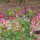 보화다원 이미지