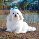 돼지개띠 이미지