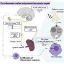 Re: 염증 반사 inflammatory reflex 치료법, 전침 등 미주신경자극치료 2022 Cell 이미지