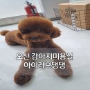 아이러브댕댕 이미지