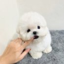 르달링 이미지