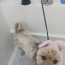 꾸미멍 이미지