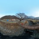 금산느티나무 이미지