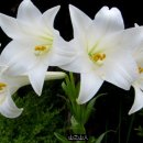 오바드(AUBADE) Daum카페