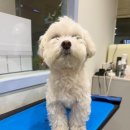 이로애견미용실 이미지