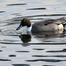 한강오리 이미지