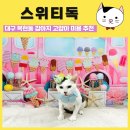 복현네거리 올리브영 앞 | 대구 북구 복현동 강아지미용 고양이미용 ‘스위티독’