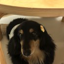 용맹까까 네이버블로그