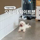 오블리&화이트펫 이미지