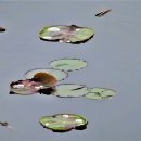 서오리 이미지