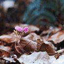 창원 용추계곡-비음산.. 노루귀, 까치무릇이 피는 시기... 이미지