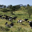 축산랜드 이미지