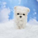 김해 해피몽 김해강아지분양 고양이분양 이미지