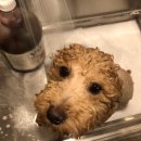 도그비잉 펫케어 이미지