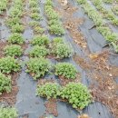 주용농장 이미지